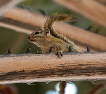 Image of Congo Rope Squirrel