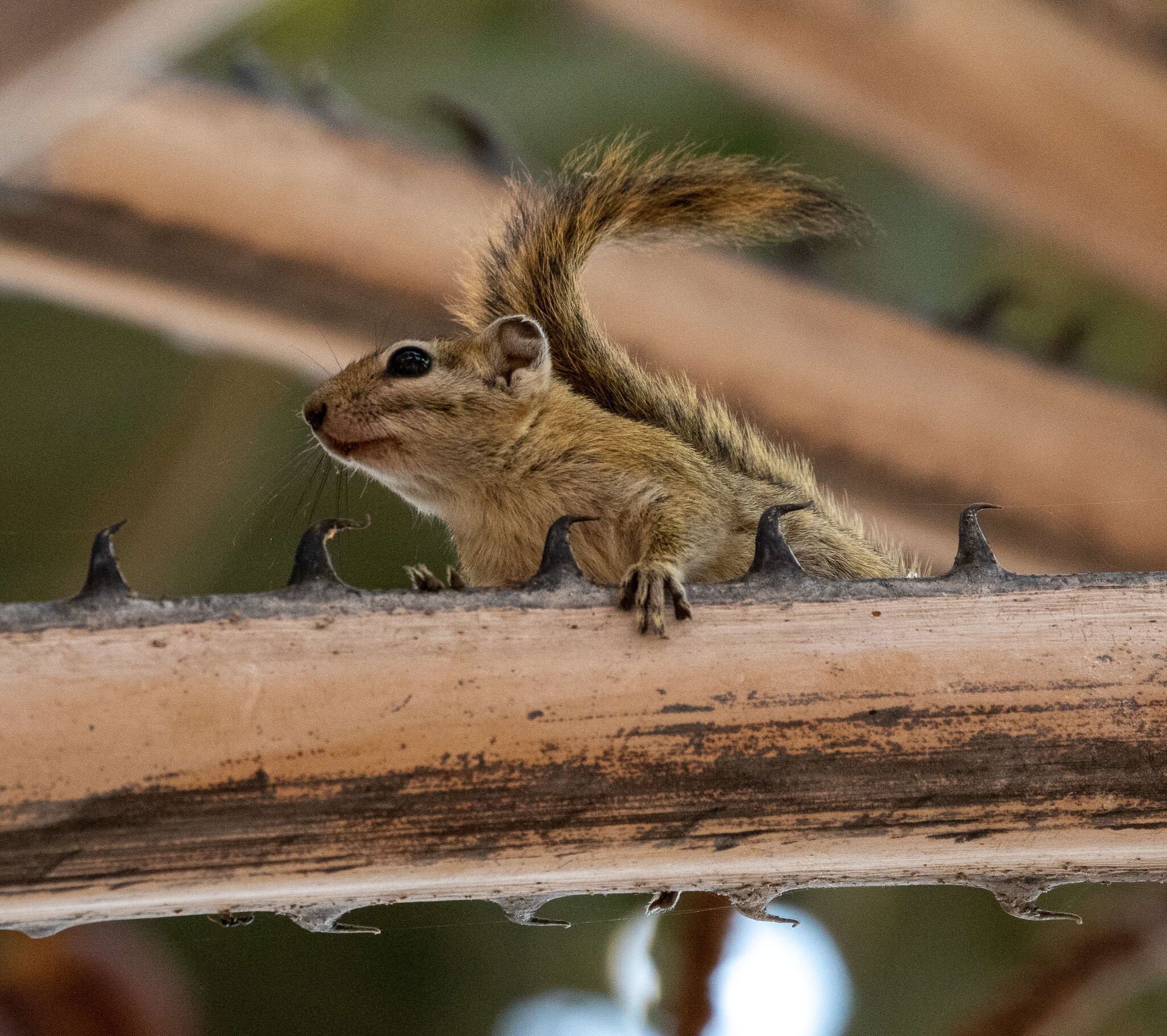 Image of Congo Rope Squirrel