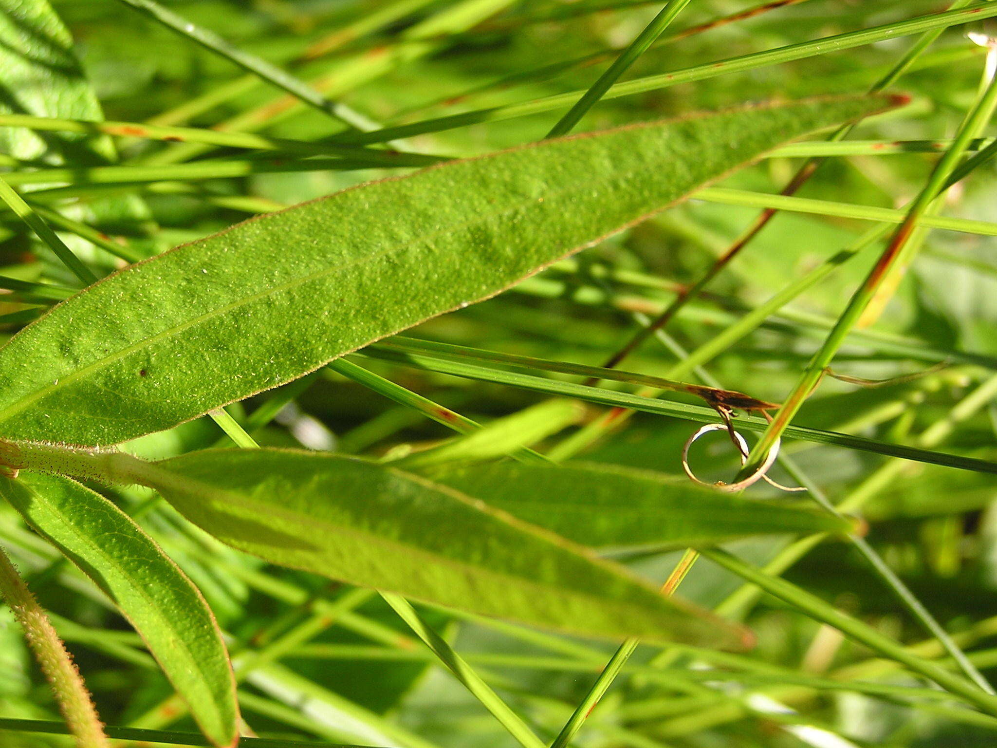 صورة Persicaria hystricula (Schuster) Sojak