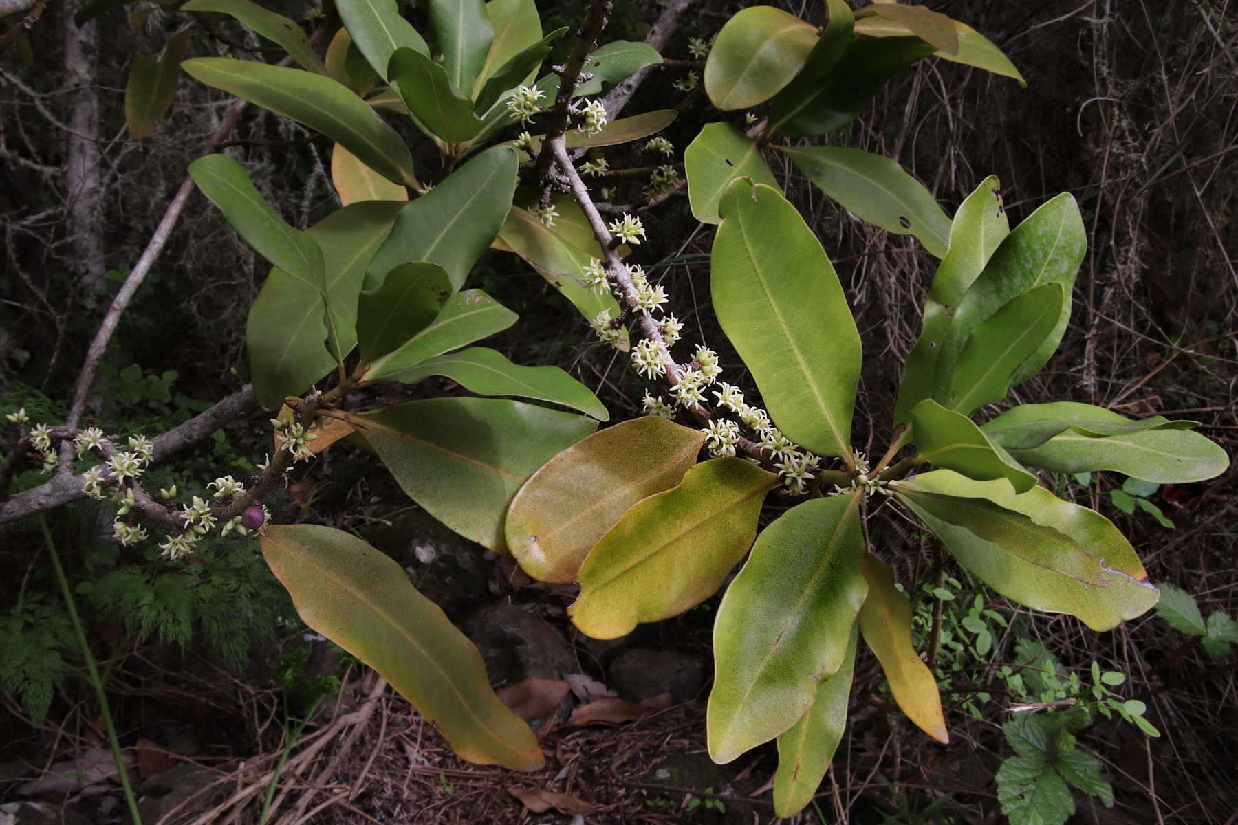 Image of Pleiomeris canariensis (Willd.) A. DC.