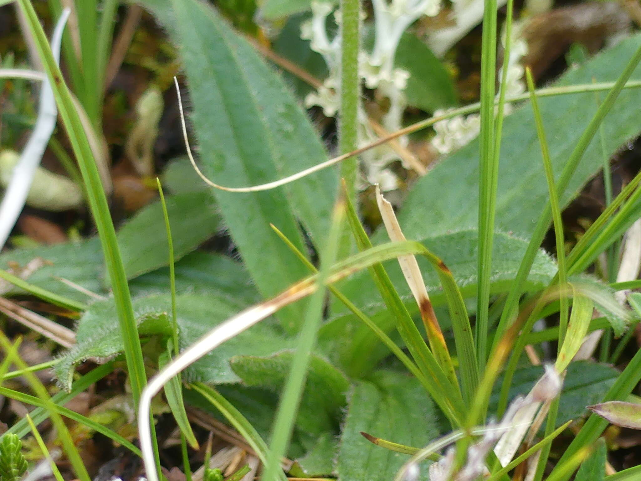 Image of nodding arnica