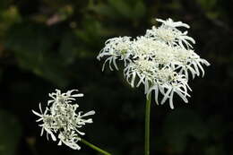 صورة Heracleum apiifolium Boiss.