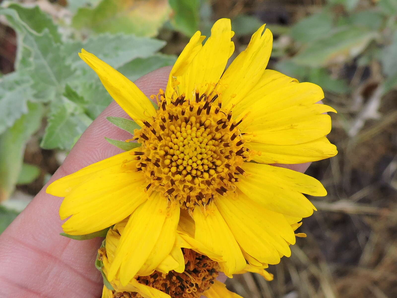 Image of Golden Crownbeard