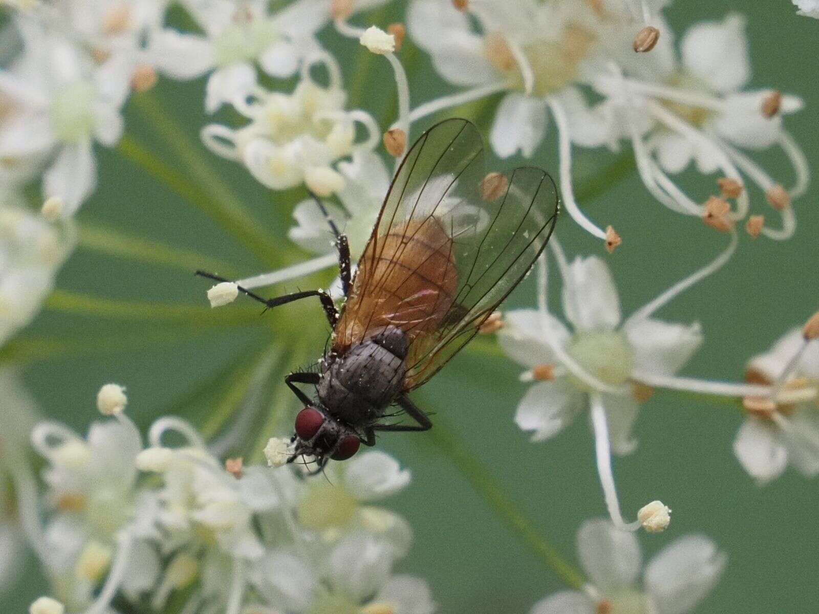 Sivun Thricops semicinereus (Wiedemann 1817) kuva