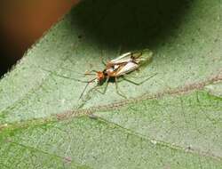 Image of Hyaliodes harti Knight 1941