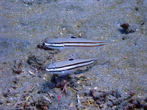 Image of Twostripe goby