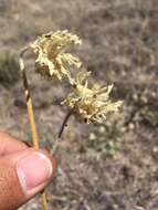 Image of white locoweed