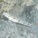 Image of Yellowfoot shrimpgoby