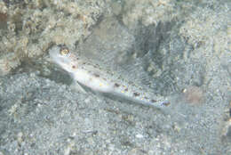 Image of Yellowfoot shrimpgoby