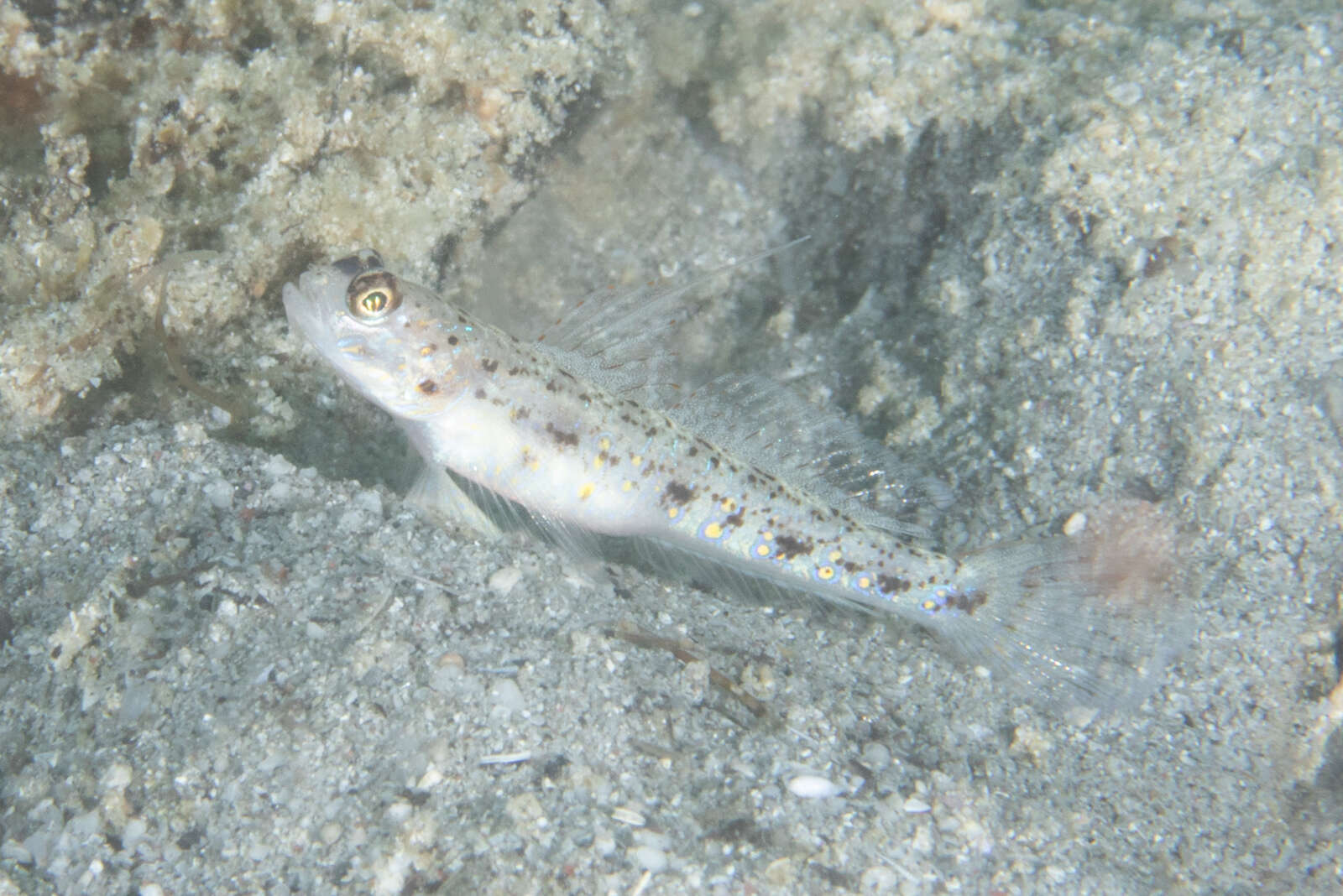 Image of Yellowfoot shrimpgoby