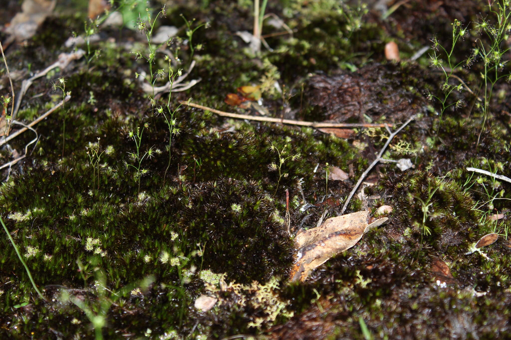 Image of Drosera modesta Diels