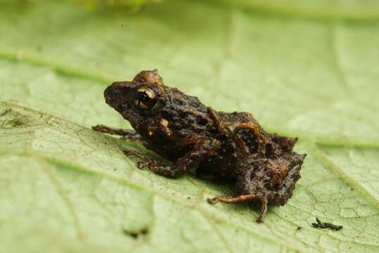 Sivun Pristimantis verecundus (Lynch & Burrowes 1990) kuva