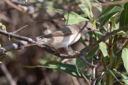 Image of Eastern Subalpine Warbler