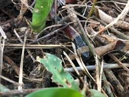 Image of Black-banded Coral Snake