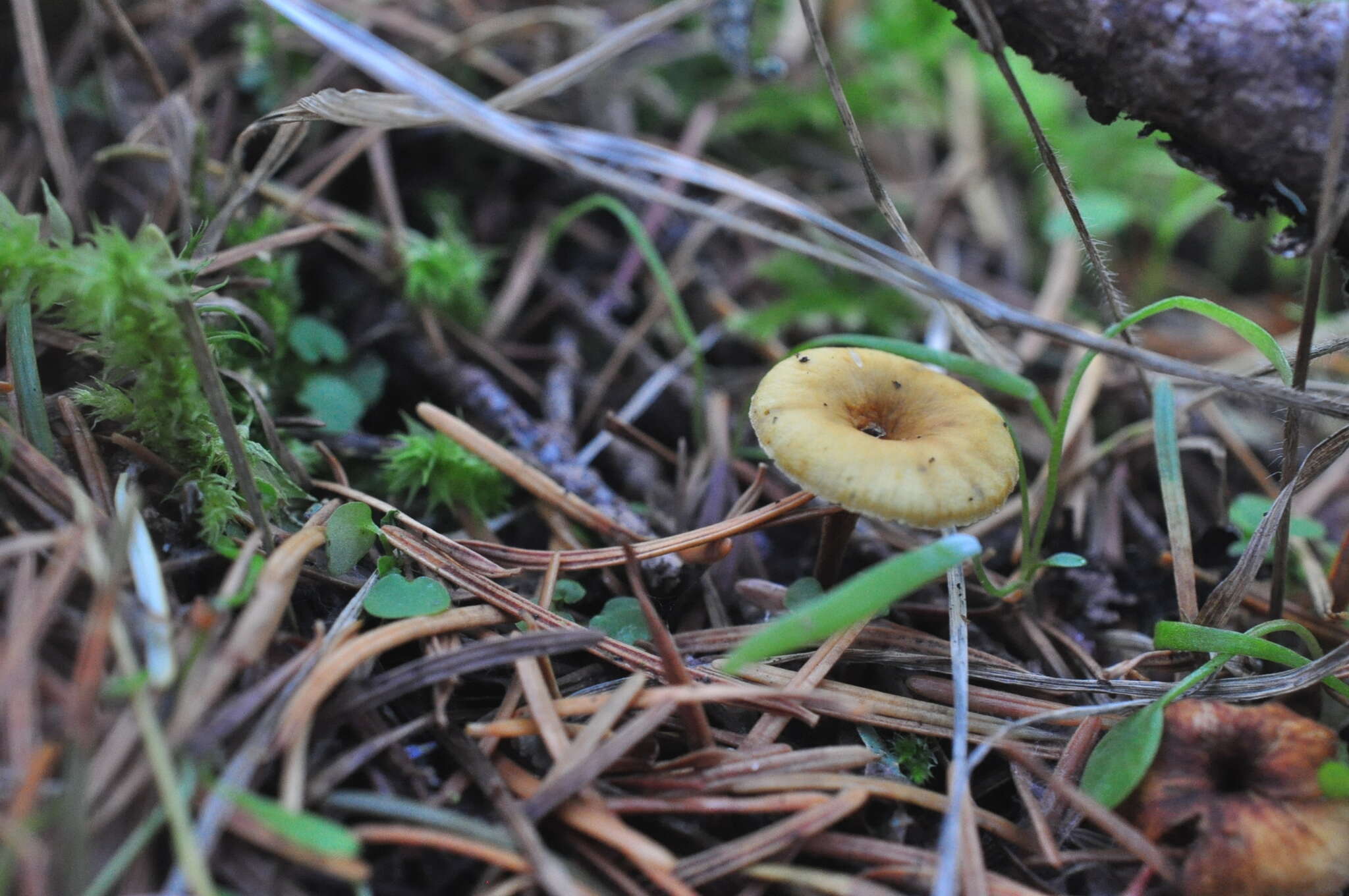 صورة Xeromphalina cornui (Quél.) J. Favre 1936