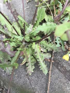 Image of Crepidiastrum sonchifolium (Maxim.) J. H. Pak & Kawano