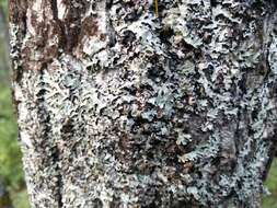 Image of shield lichen