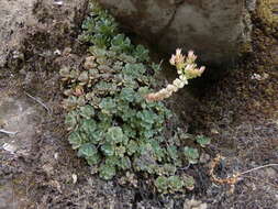 Image of Heckner's stonecrop