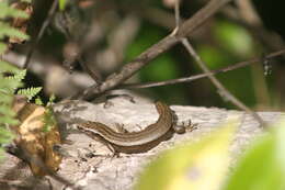 Image of Brown Skink