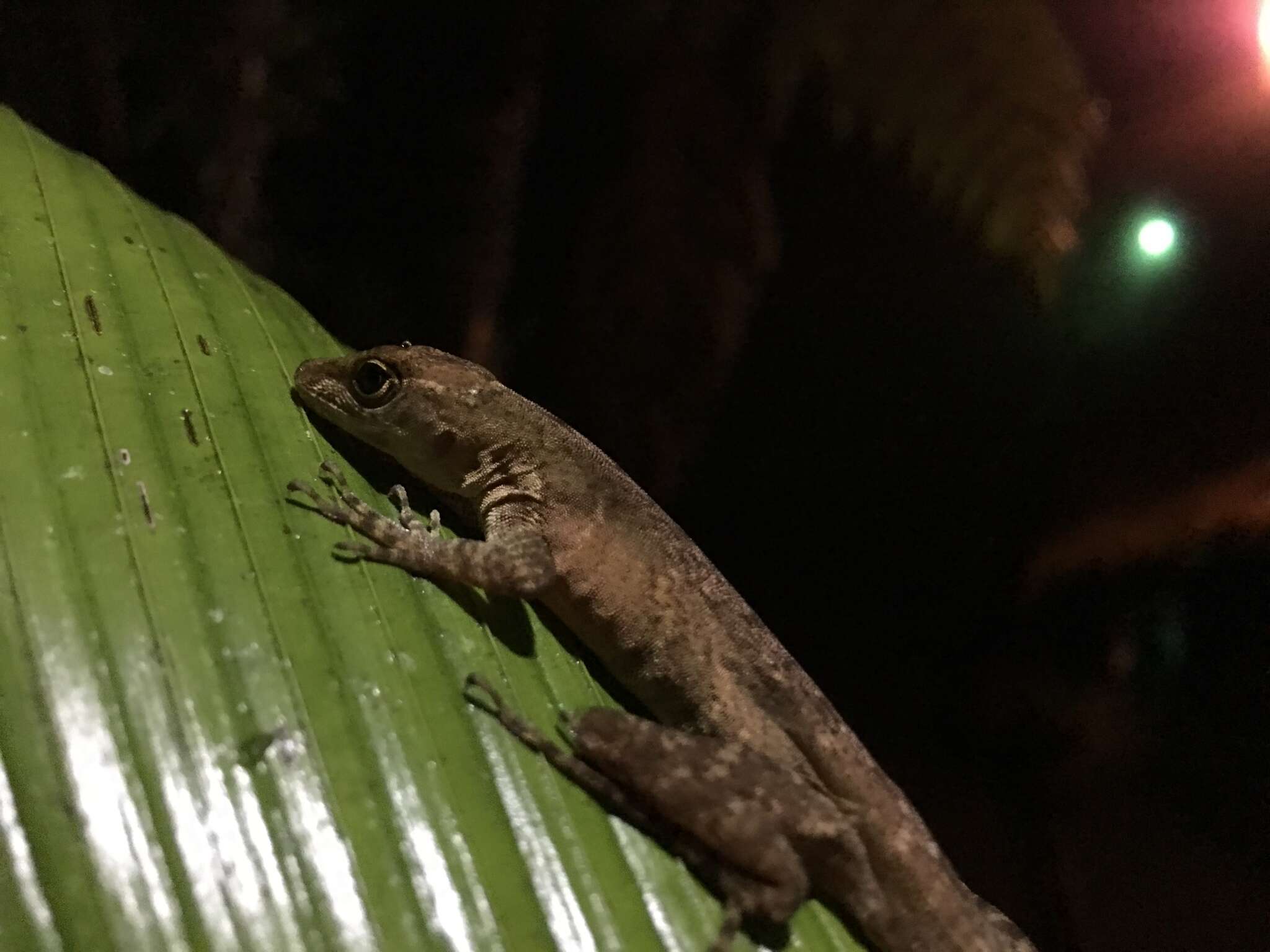 Image of Stuart's Anole