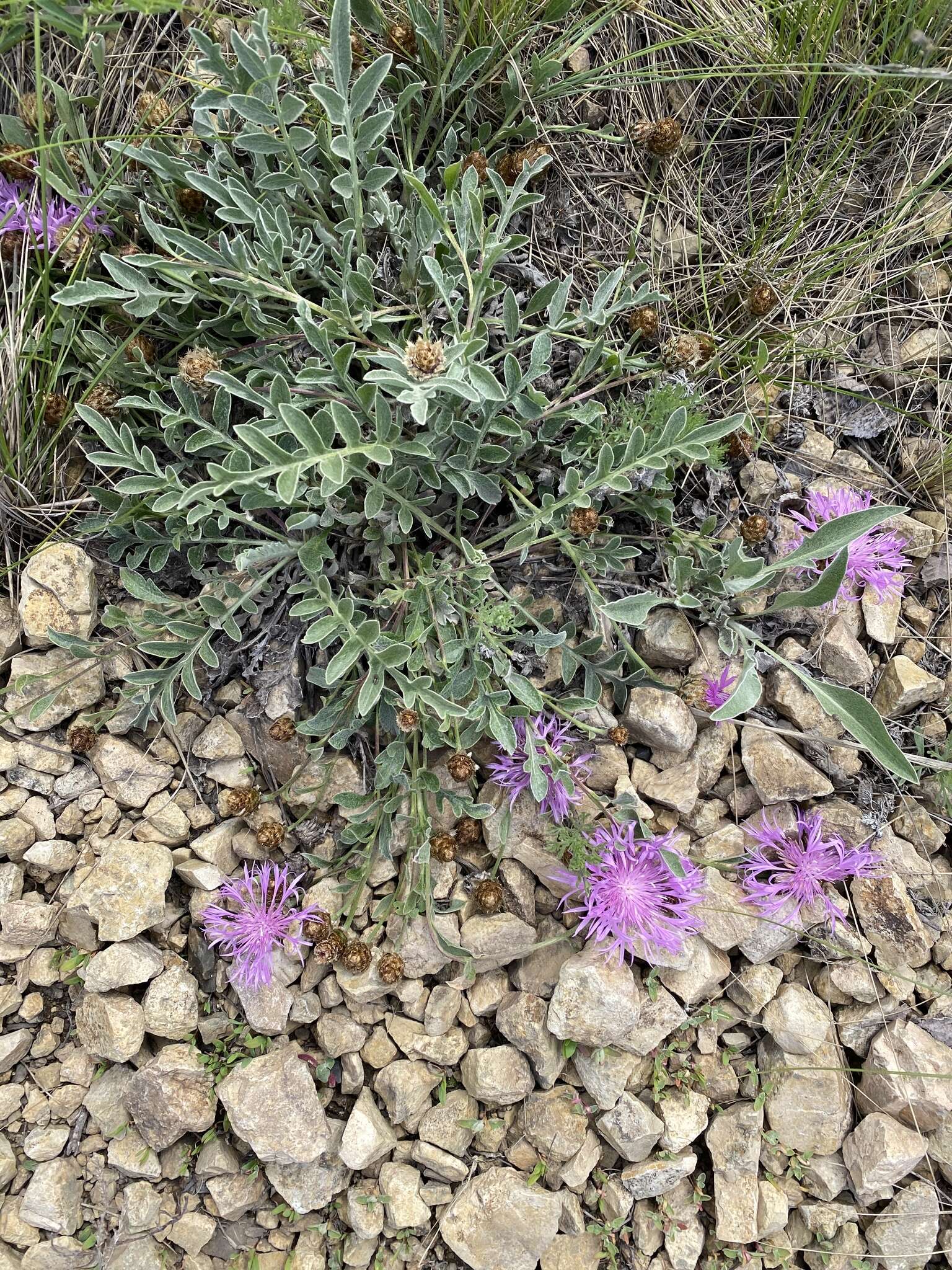 Plancia ëd Psephellus turgaicus (Klok.) A. L. Ebel