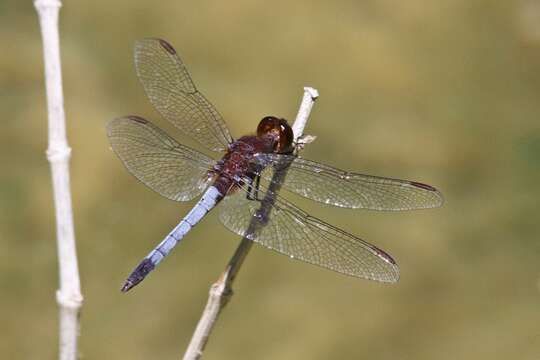 Sivun Erythrodiplax fusca (Rambur 1842) kuva