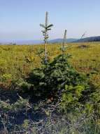 Image of Siberian Fir