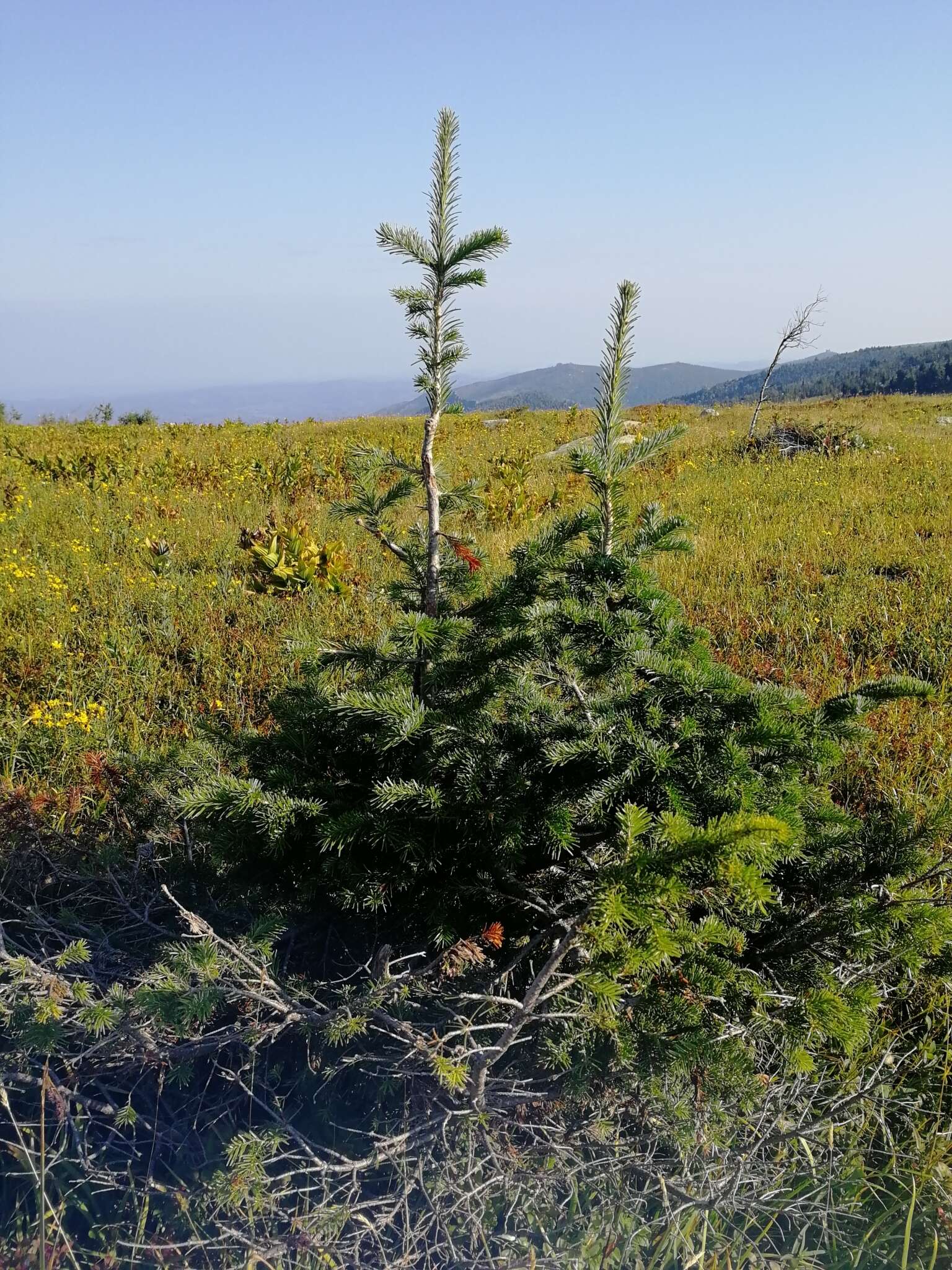 Image of Siberian Fir