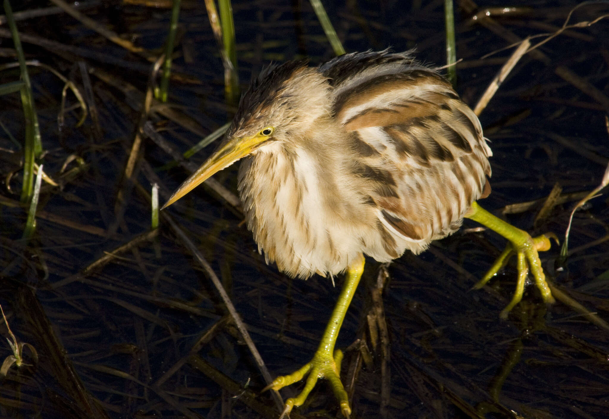 Image of Stripe-backed Bittern