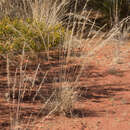 Image de Aristida inaequiglumis Domin