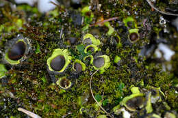 Image of chocolate chip lichen