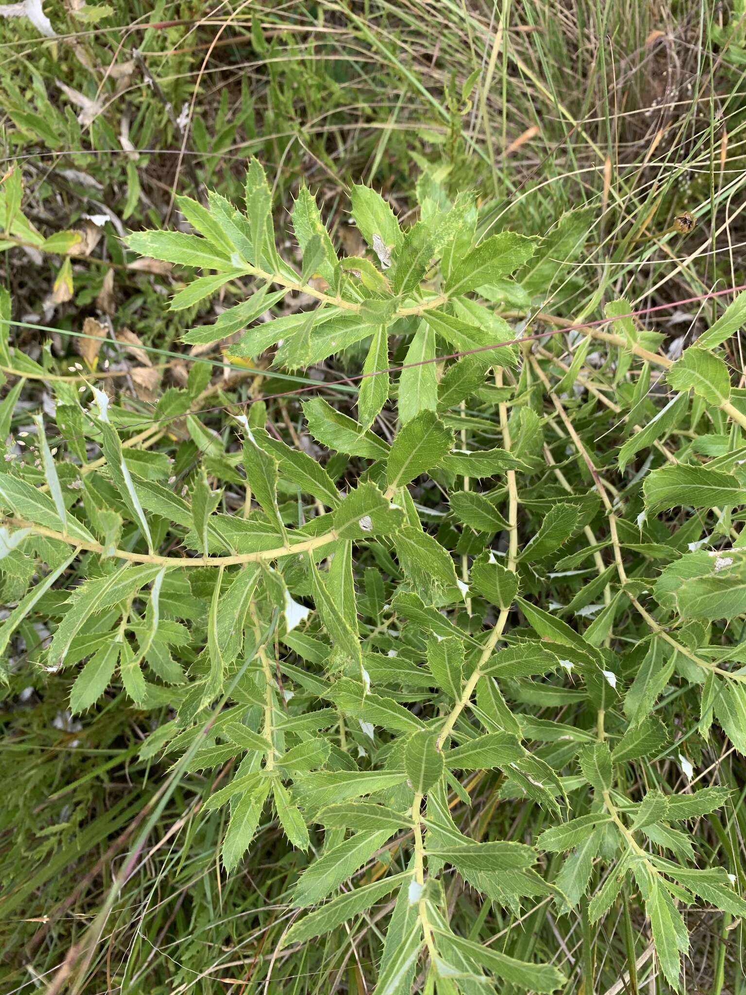 Image of Berkheya milleriana Bolus