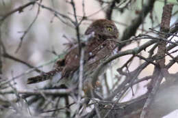 Plancia ëd Glaucidium gnoma Wagler 1832