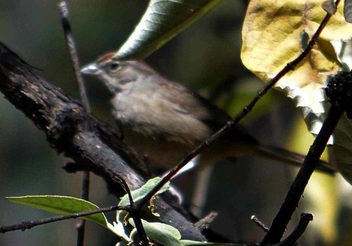 Image de Aimophila Swainson 1837