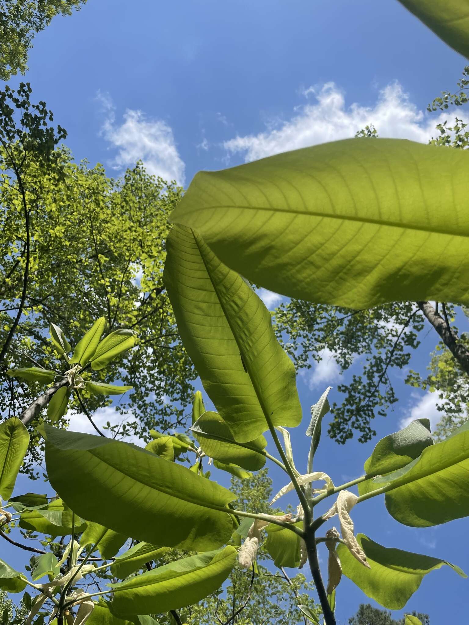 Image of Magnolia macrophylla var. macrophylla