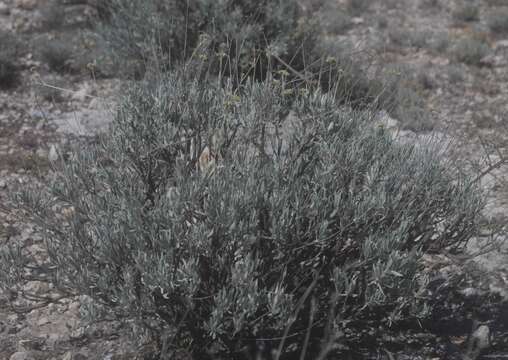 Image of guayule