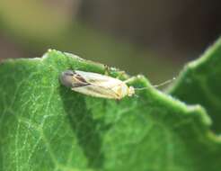 Image of Plagiognathus longipennis (Uhler 1895)