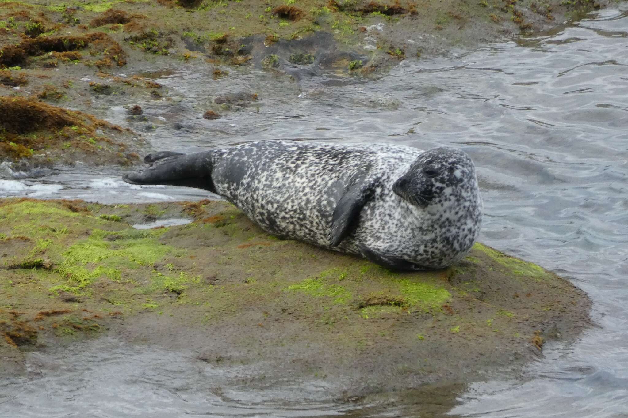 Image of Phoca vitulina vitulina Linnaeus 1758