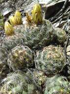 Image of Chihuahuan Foxtail Cactus