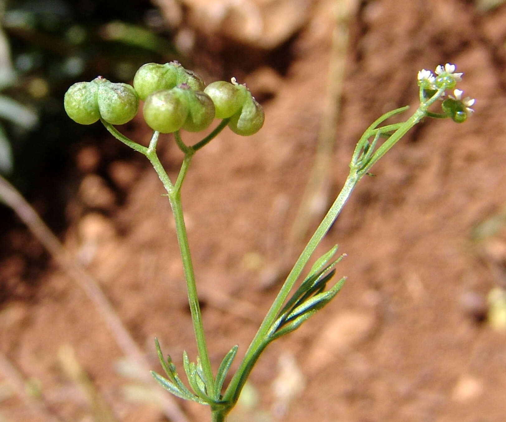 Imagem de Bifora testiculata (L.) Roth