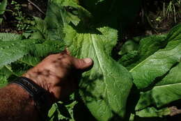 Imagem de Alepidea cordifolia