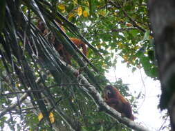 Image of Bolivian Red Howler Monkey