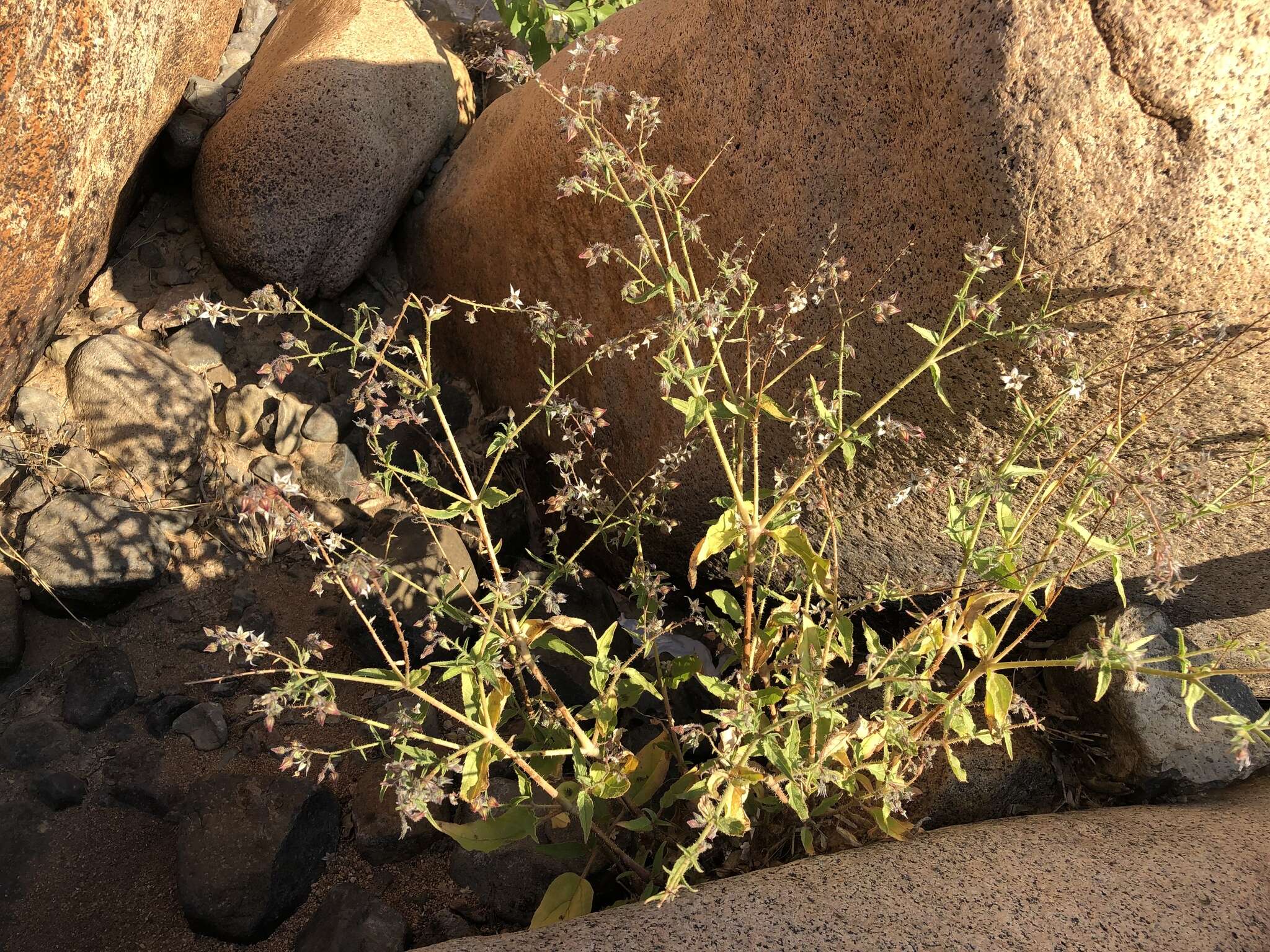 Image de Trichodesma africanum (L.) R. Br.