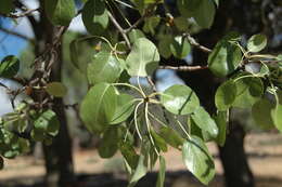 Plancia ëd Pyrus bourgaeana Decne