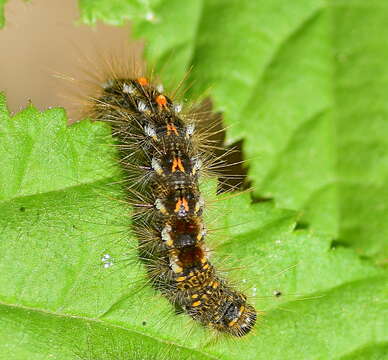 Image of Brown-tail