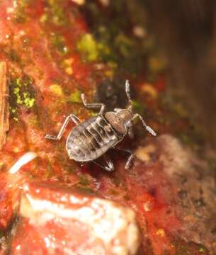 Image of Microvelia reticulata (Burmeister 1835)