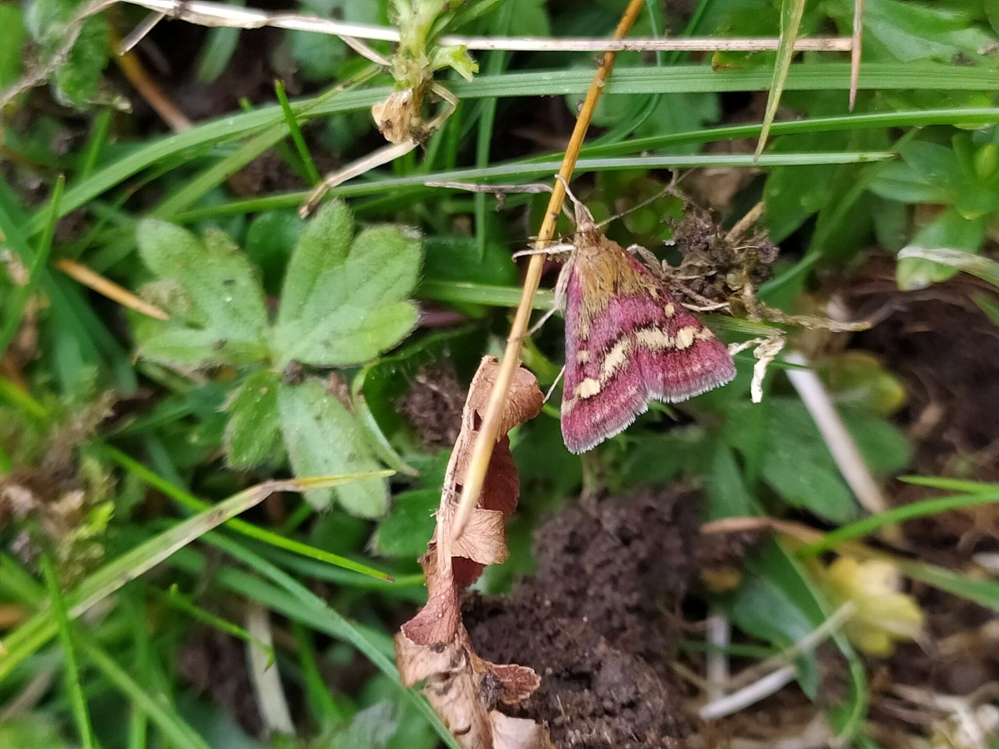 Image de Pyrausta ostrinalis Hübner 1796