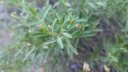 Imagem de Salvia coahuilensis Fernald