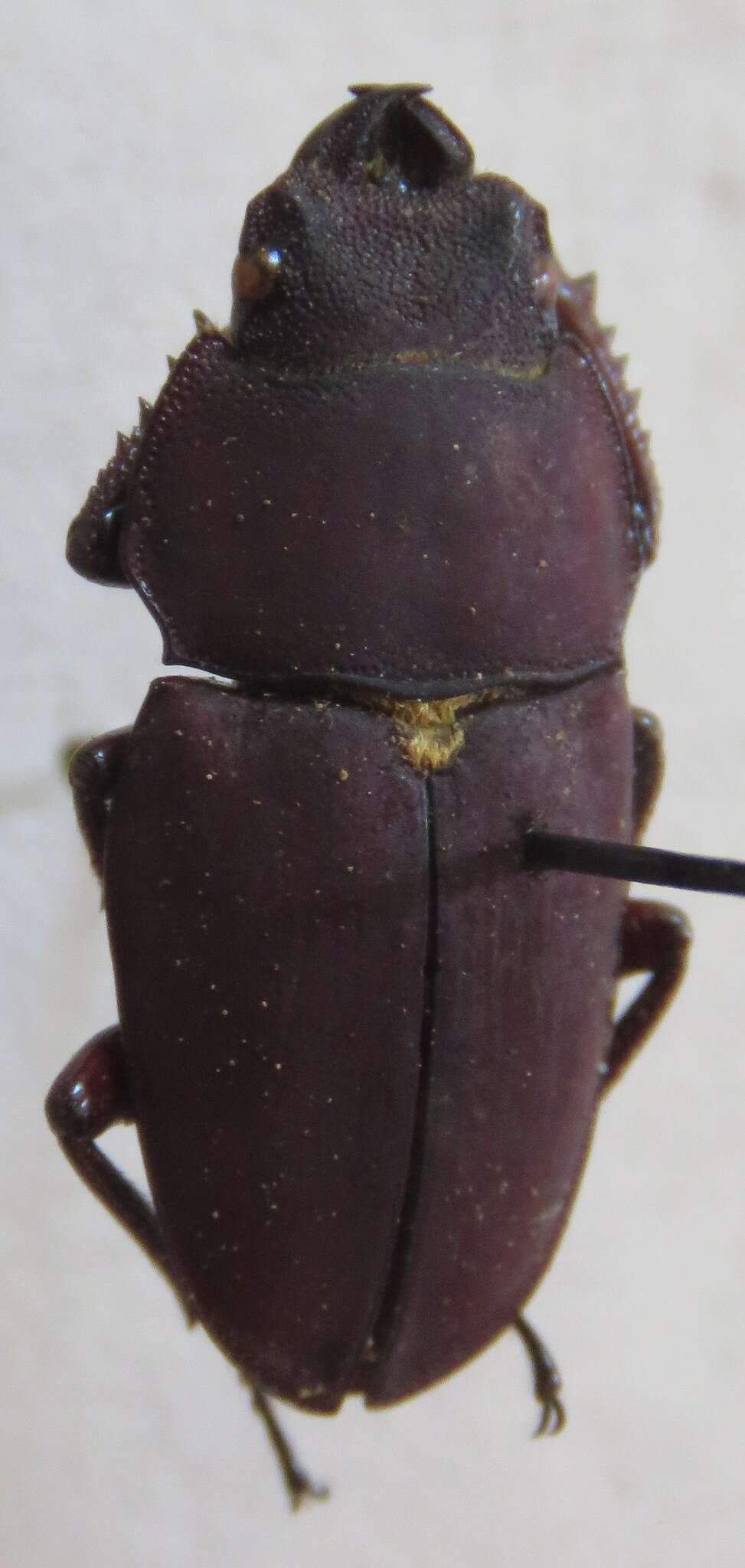 Image of Leptinopterus ibex (Billberg 1820)
