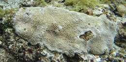 Image of Turbinaria coral